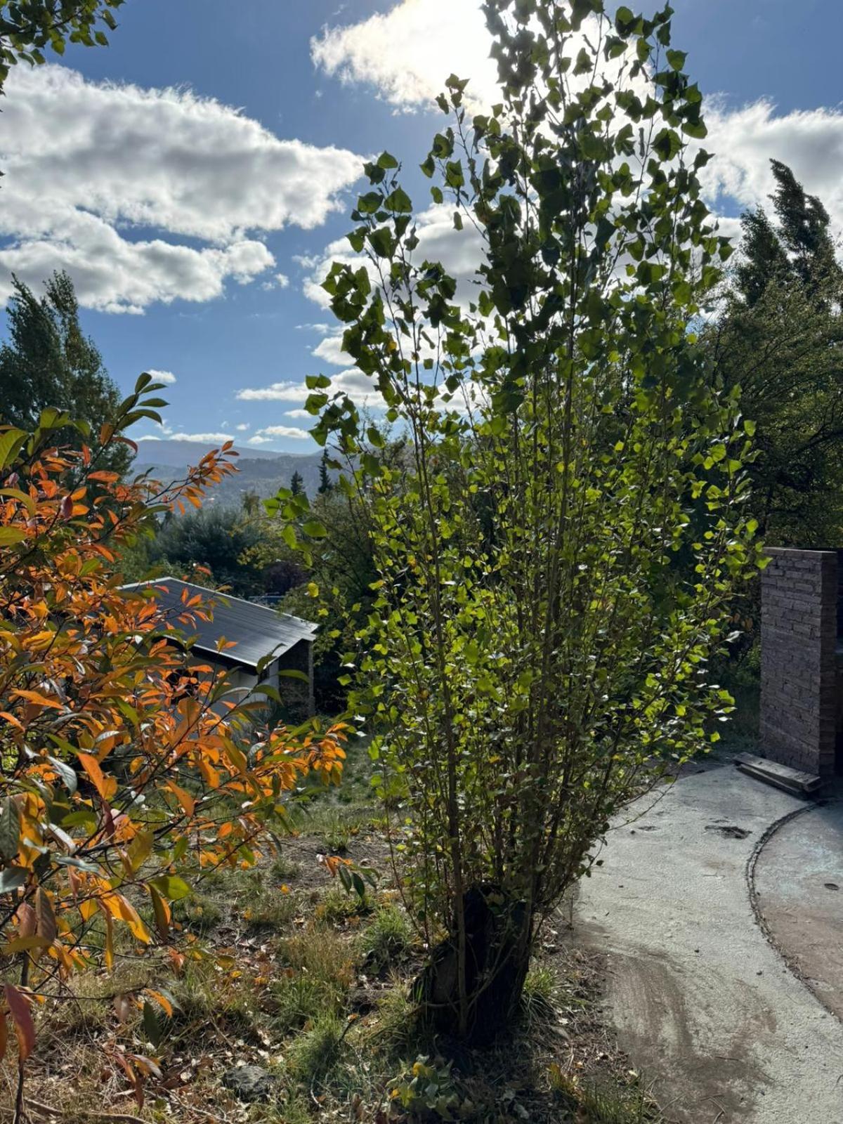 فيلا Huilen De Bandurrias San Martín de los Andes المظهر الخارجي الصورة